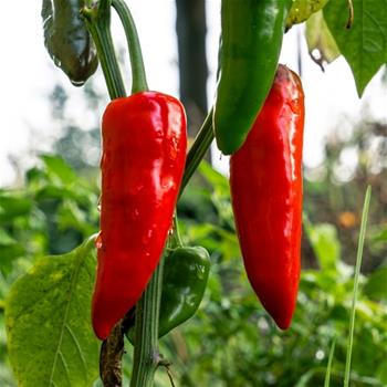 Paprika Xaro neroubovaná 10,5cm